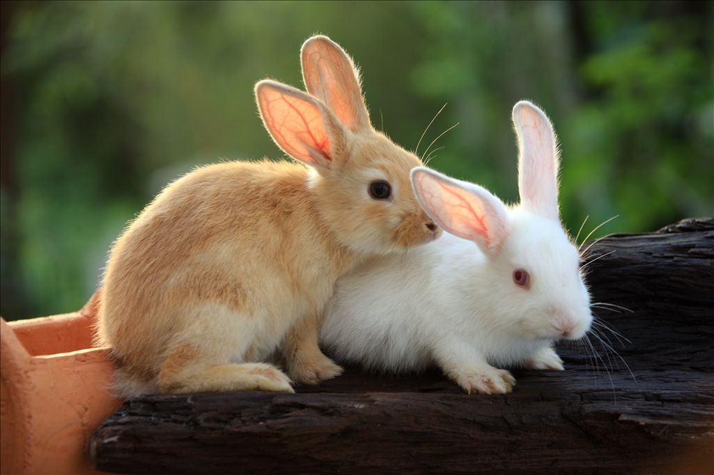 小兔子的嘴巴是三瓣嘴,吃起东西来,三瓣嘴一动一动的非常有趣.